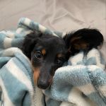 Lucie 🐾 - @lucielongdog - Instagram