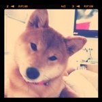 @lucienlee - Instagram