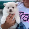 Lucila Guzman - @lucila.guzman34 - TikTok