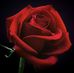 Lucille Johnson - Facebook
