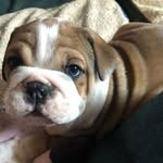 Toulouse Lucile Johnson - @dontcallmepug - Instagram