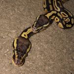 Lucille, Homer And Stanley - @lucille.homer.snakes - Instagram