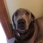 Agnus Daisy Lucile Taylor🐾 - @aggie_the_dog101 - Instagram
