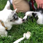 Lucille & Wallace - @lucyandwally_the_corgis - Instagram