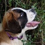 Lucille Ball The Saint Bernard - @lucilleballthesaint - Instagram
