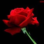 Lucille Folino Decker - @momma76543210 - Instagram