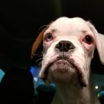 Lucille - @lucille__deville_the_boxer - Instagram