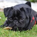 Lucille M. Freeman - @pugsdog.inst - Instagram