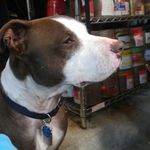 Lucille Hurley - @pretty_murder_dog - Instagram