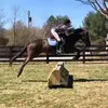 Lucille Maxwell - @lucillequestrian - TikTok