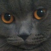 LucilleNotFound - @lucille_mc - TikTok