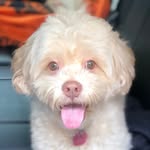 Lucille Nala Simpson - @lucillenala - Instagram