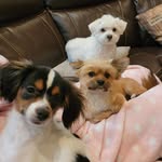 Simon Oliver, Lucille Pearl, & Terry - @ittybittyfloofs - Instagram