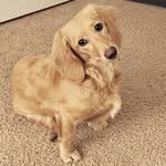 Lucille Wall - @oldsoulsausage - Instagram