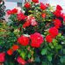 Lucille Witt - Facebook