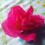 Lucille Wright - @syliawar - Instagram