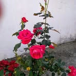 Lucinda Schultz - Facebook