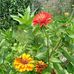 Lucinda Webb - Facebook
