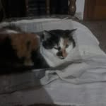 lucio palmieri - @gati_gati34 - Instagram