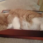 Pippin Lucius Culpepper Lee - Facebook
