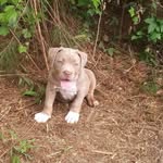 Lucius Jones - @goldenacre_kennels - Instagram