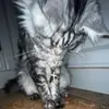 Lucius Moore - @lucius.moore3 - TikTok
