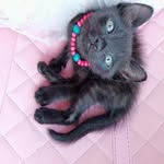 @lucius.white.murci - Instagram