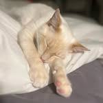 Lucius White Cat - @luciuslechienblanc - Instagram