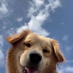 Lucky moore - @goldenzinho_dog - Instagram