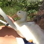 Lucky Dutti Wells - @lucky_dutti2016 - Instagram