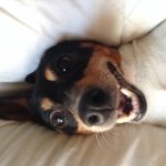 Lucky The Jack Russell Terrier - @luckywells_ - Instagram
