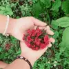 Lucy Alonso - @analucas376 - TikTok