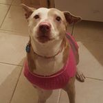 Lucy Ambrose - @lucy.goosey.ambrose - Instagram
