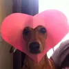 ❀ℒ𝓊𝒸𝓎 𝒜𝓋𝒾𝓁ℯ𝓈❀ - @lucyheartcats - TikTok