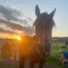 🐎 - @xlucy.bartonx - TikTok