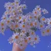 Lucy_CapCutp - @lucy_der_baum - TikTok