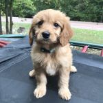 lucy - @lucy.baumgartner - Instagram