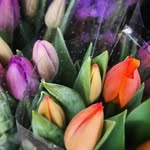 Lucy Beard - @lovebloomnz - Instagram