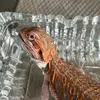 lucy bearded dragon - @lucybeardeddragon999 - TikTok