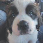 Lucy Bernard - @lucy.st.bernard - Instagram
