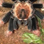 Lucy the Brachypelma Boehmei - @boehmei_lucy - Instagram