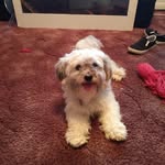 lucy brewer - @lucydogo47 - Instagram