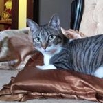 Lucy The Cat - @lucy_brewsterr - Instagram