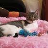 Lucy The catx - @lucy_brewster - TikTok