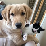 Lucy britton - @lucy_the_dawgggg - Instagram