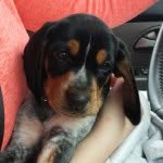 Lucy Brock - @lucythebluetick - Instagram