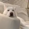 lucy - @lucy__brock - TikTok