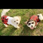 Buddy, Lucy & Callie Brogan - @buddy.lulu.callie - Instagram