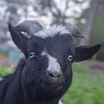 Lucy - @lucy_buckman - Instagram