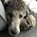 Lucy Goosey Buffington Wilcox - @unitedstatesoflucy - Instagram